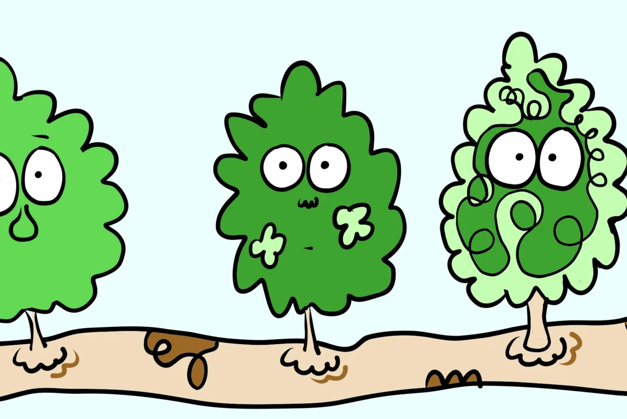 Drawing of three oak leaves, all with facial features and different characters