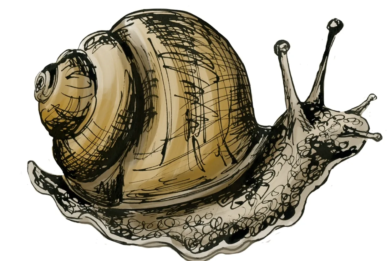 Drawing of a snail