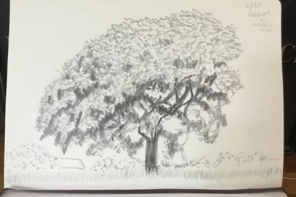 Tree with shade