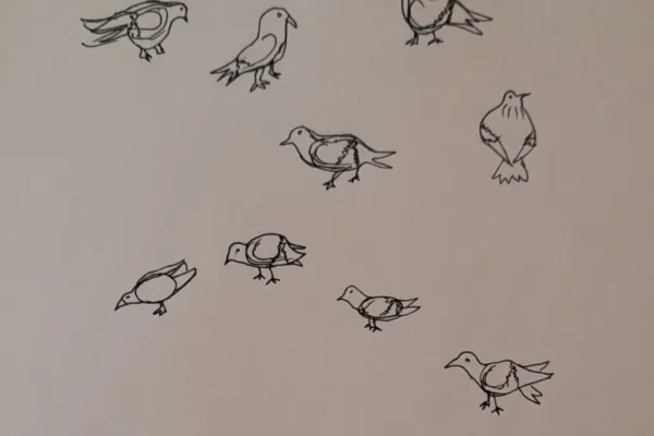 Pigeons in the city