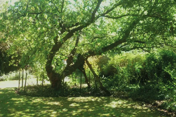 The 350 year old mulberry tree in Hogarth's House Mulberry Garden
