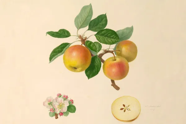Botanical artwork by H. Stuberoth, dated 1894
