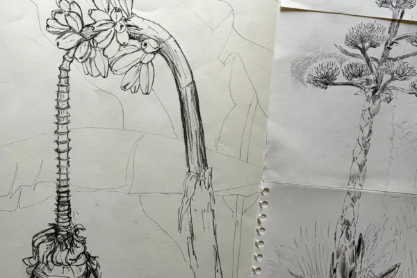 An image featuring several pages of paper, each showing a detailed pencil sketch of a fantasy fruits and plants, almost banana-like.